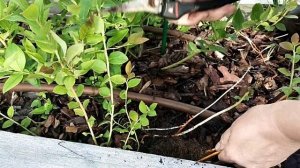 Размножение Голубики корневой порослью