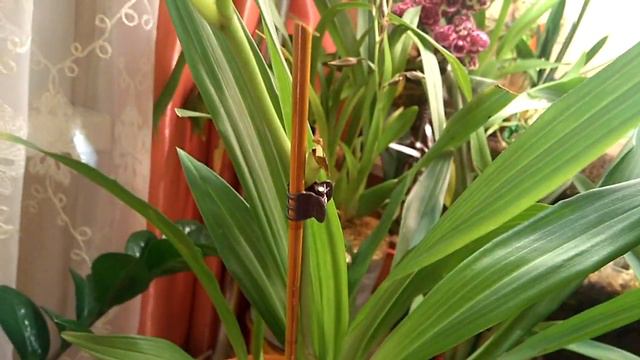 Цветет Зигопеталум ! 03.07.20г. смотреть онлайн