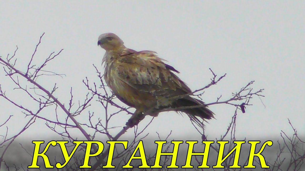 Курганник сушит перья после дождя / Long-legged buzzard смотреть онлайн