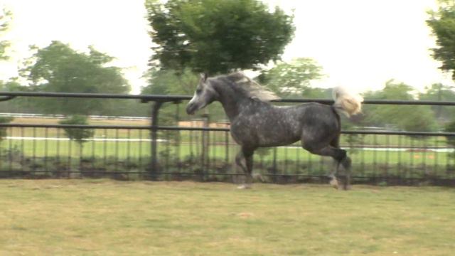 Al Bahir (Ansata Sinan x Savannah CC) смотреть онлайн