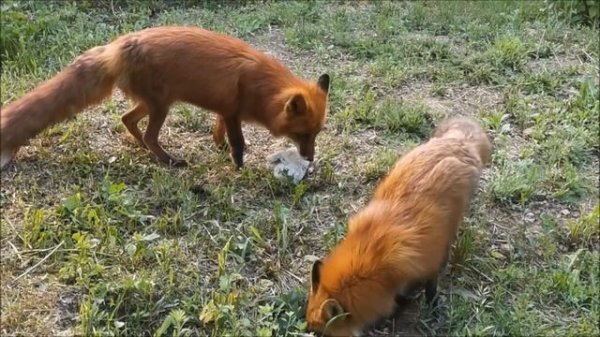 Лис Альф покорил ? сердце Фокси - Alf the Fox won the heart of Foxie