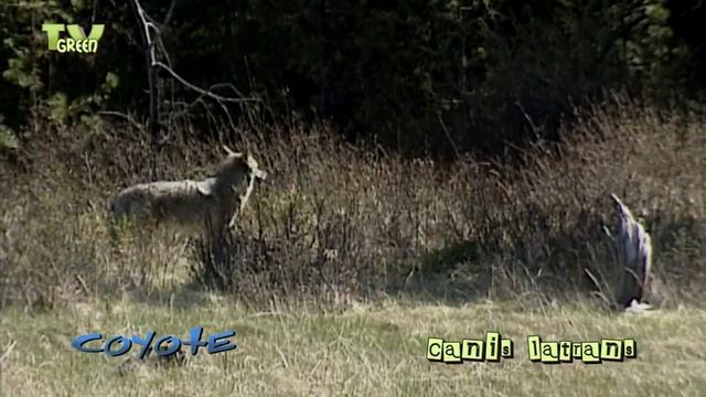 Coyotes hunting - Canis latrans - American jackal - prairie wolf смотреть онлайн