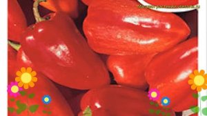 Перец сладкий Здоровье. Краткий обзор, описание характеристик, где купить семена cápsicum ánnuum