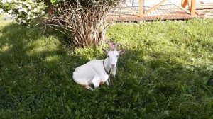 Как отучить козу орать