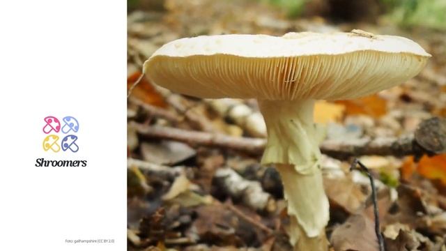 Gelber Knollenblätterpilz (Amanita citrina) | Sensorik | Praktisches Kurzprofil | Shroomers смотреть онлайн