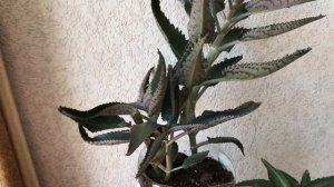 475. Каланхое Дегремона. Уход, обрезка и полезные свойства.