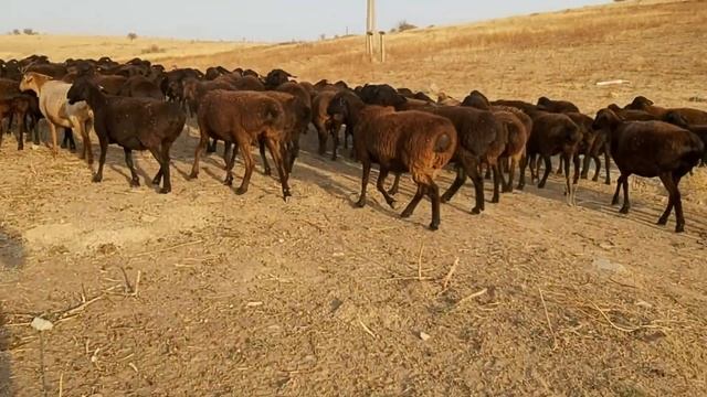 Гиссарский овцематки К/Х Нурзода 15 ноября 2019 года / Гиссарский овцы / Гиссарский бараны/Койлар.