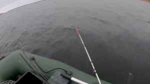 Трофейный судак, ели вытащил. Рыбалка в Саратовской области. 31 октября 2020 г.