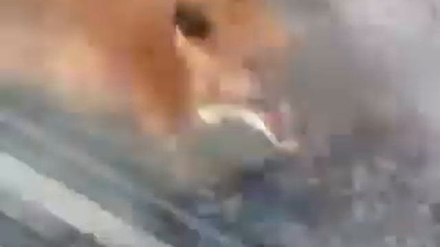 Про лису смотреть онлайн