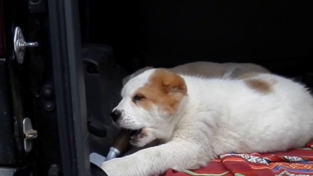 Super large alabai and his puppies. СУПЕР БОЛЬШОЙ АЛАБАЙ и его ЩЕНКИ. Одесса. смотреть онлайн