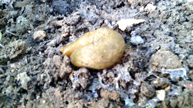Слизень (слизняк) смотреть онлайн