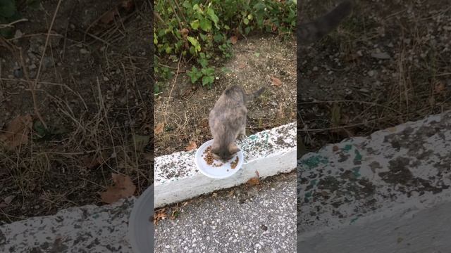 Любовь на тарелке: Кормим бездомных пушистых вместе