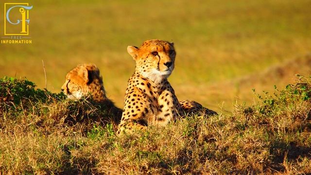 how cheetah run fast смотреть онлайн
