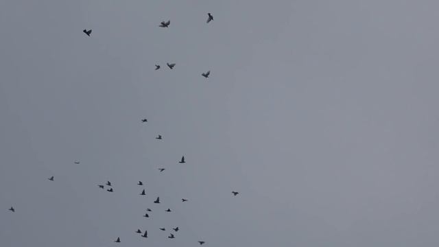 15.11.19.Голуби  Такла и Ленинаканцы. Pigeons Takla And Leninakans.