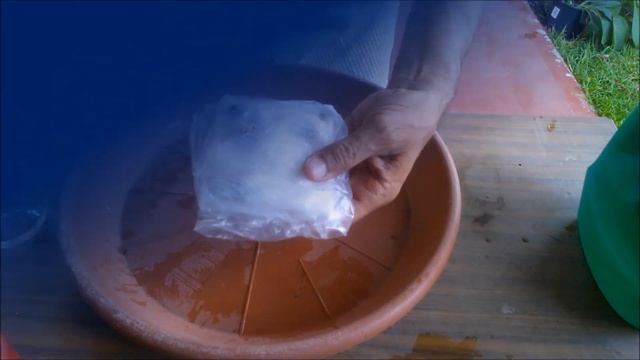 How To Grow Longan From Seed Easily смотреть онлайн