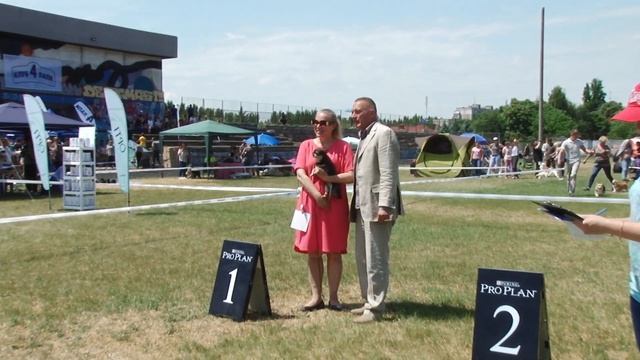 ЧИХУАХУА. Плюсы и минусы породы Chihuahua смотреть онлайн