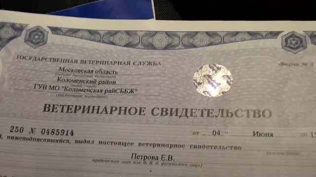 Как перевезти кошку в поезде /2015, лето/ смотреть онлайн