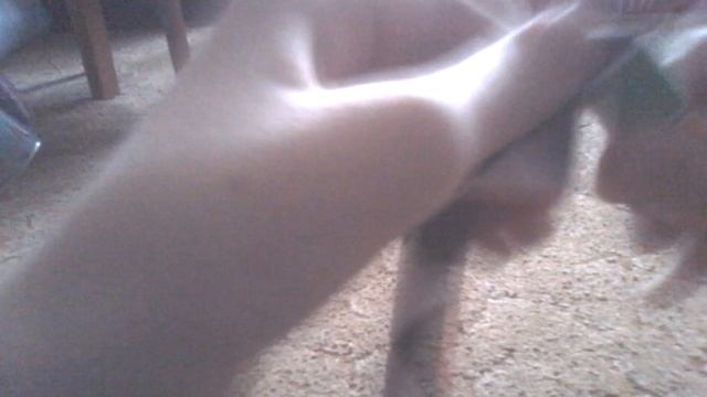 2 поделки из MAGIC RULER смотреть онлайн