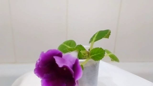 КОМНАТНЫЙ ЦВЕТНИК. КОМНАТНЫЙ ЦВЕТОК - ГЛОКСИНИЯ ИЗ СЕМЯН смотреть онлайн