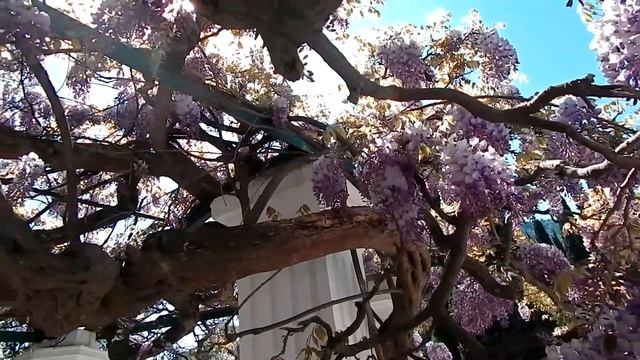 Симеиз 4 Мая 2019 Крым Проспект Глициния смотреть онлайн