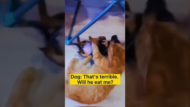 смешные видео животных #приколы #приколскотом #приколы2021 #приколыскотами смотреть онлайн