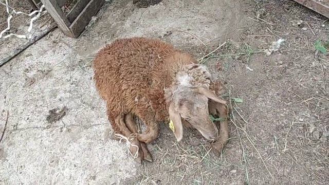 стрижка ягнят 3-4месячных смотреть онлайн