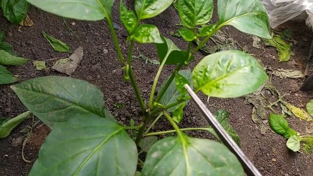 КАК ВЫРАСТИТЬ БОЛГАРСКИЙ ПЕРЕЦ С ЧЕЛОВЕЧЕСКИЙ РОСТ! смотреть онлайн