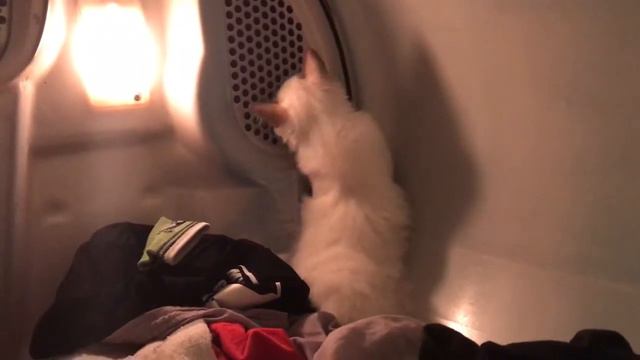 Ragdoll Kitten - рэгдолл котенок помогает со стиркой. Домашняя помощница. смотреть онлайн