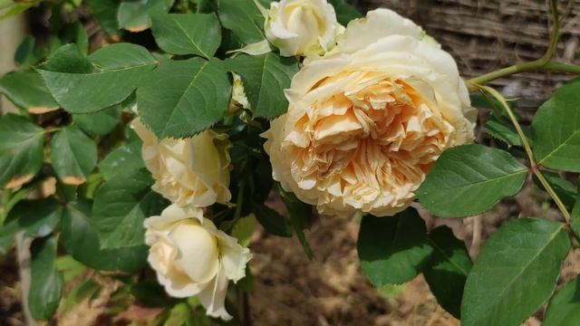 Плетистая роза Apricot Sky. Италия,Barnie, 2003. Обзор сорта на второй год посадки.