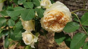 Плетистая роза Apricot Sky. Италия,Barnie, 2003. Обзор сорта на второй год посадки.