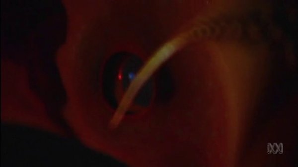 The Deep Sea ecosystem