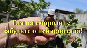 Тля на смородине - забудьте о ней навсегда!
