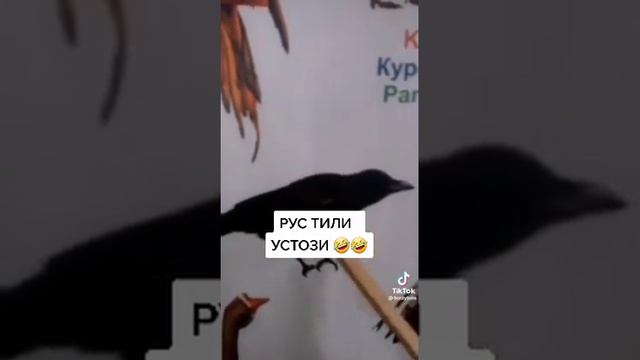 самые популярные преподаватель русского языка смотреть онлайн