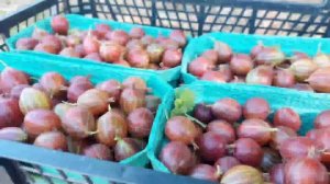 Крыжовник Звездочет. Первое плодоношение