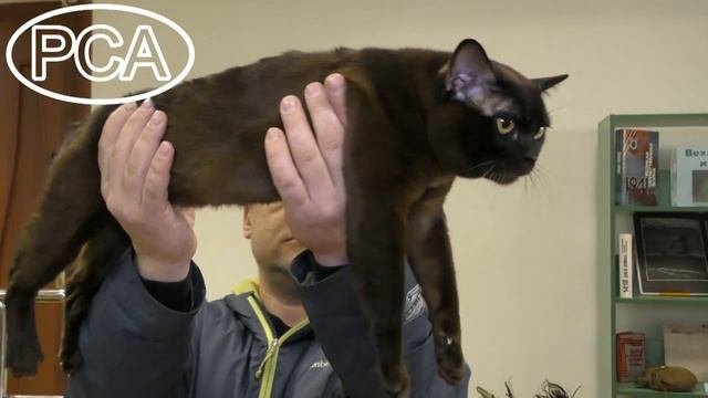 Бурманский кот соболиный. Выставка кошек PCA on-line. смотреть онлайн
