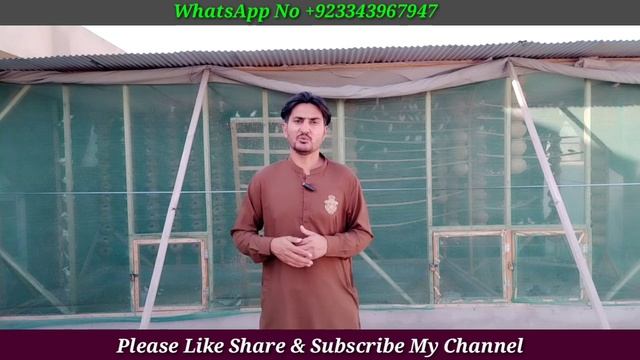 Java Finch Summer Winter Mix Seed | Java Finch Summer Winter Green Food | Java Finch Hand Feeding смотреть онлайн