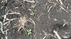 Выращивание подсолнечника .Первые всходы подсолнечника на дискованом поле .