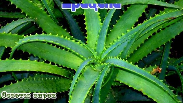 ➤Эти 10 растений обеспечат твой дом чистым кислородом➤ смотреть онлайн