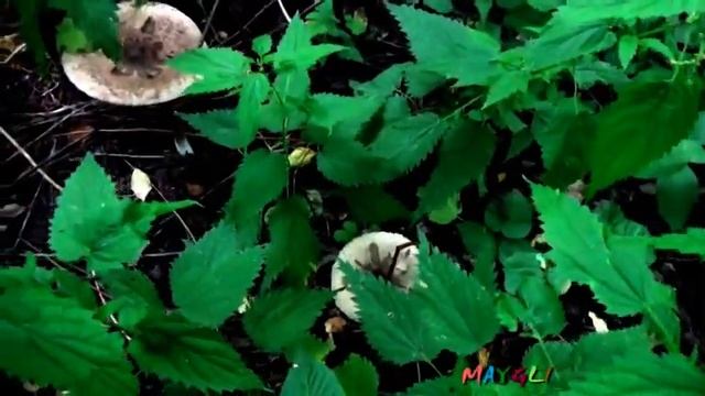 Гриб Коралл или Рожок клейкий, Рогатики и Зонтики смотреть онлайн