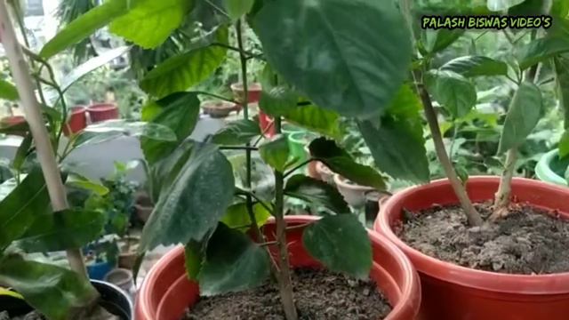 জবা ফুল গাছের পাতা হলুদ এবং কুঁড়ি ঝরে পড়ার কারন ও সমাধান смотреть онлайн