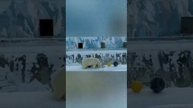 белый медвежонок Алмаз смотреть онлайн