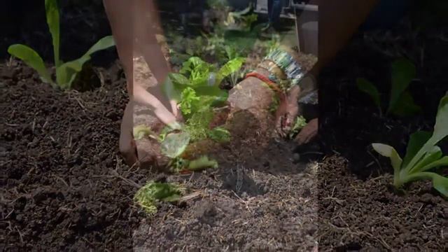 CURSO DE AGRICULTURA URBANA Y PERIURBANA смотреть онлайн