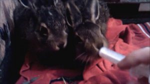 как я кормлю маленьких  диких зайцев