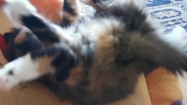 Как дикая Клякса стала домашней. смотреть онлайн