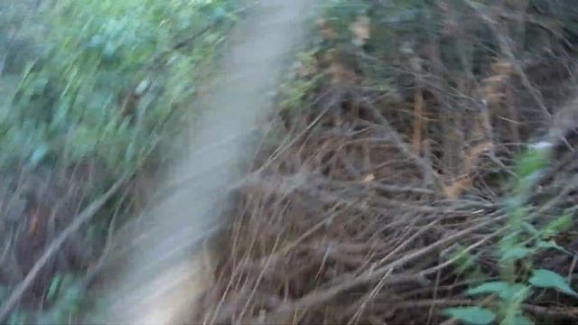 Путешествие через болото к неизвестному храму. смотреть онлайн