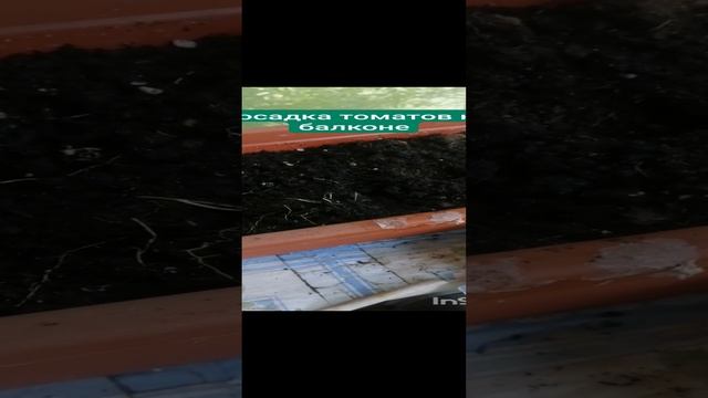 Посадка томатов на балконе
