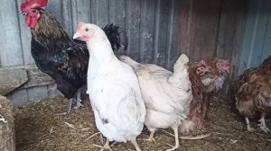 Первое яйцо от Коралл Ник, которые прожили у нас месяц... на подходе новенькие Доминанты