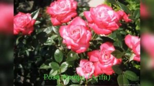 Rose Arifa (Роза Aрифа)