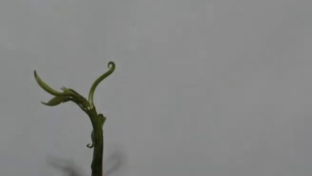 Рост манго (timelapse) смотреть онлайн