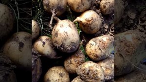 14.08.21г. Картофель Импала   порадовал.